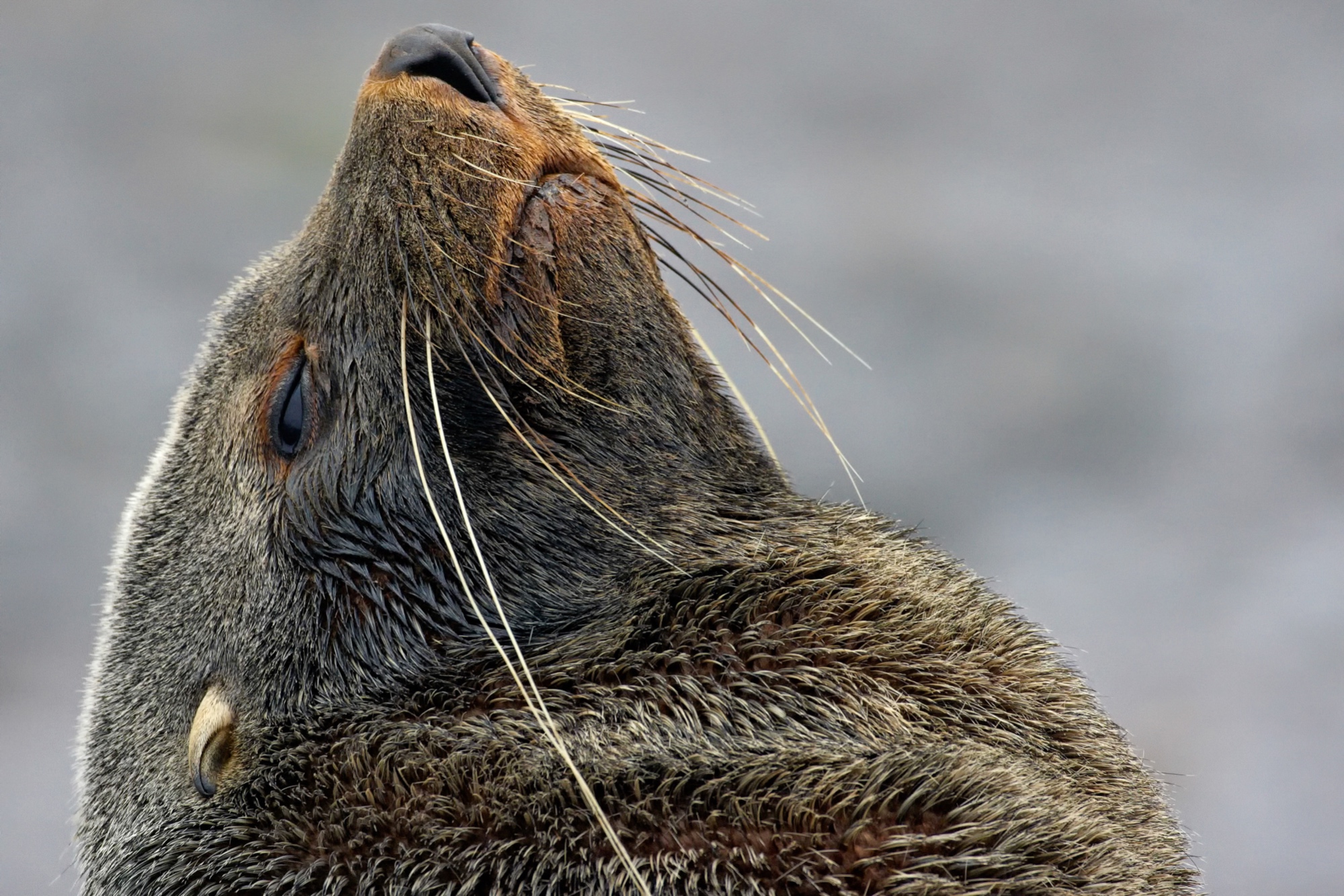 fur seal